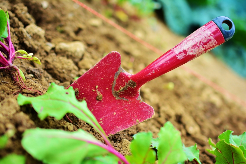 sasu-TENDE-min_gardening-2448134